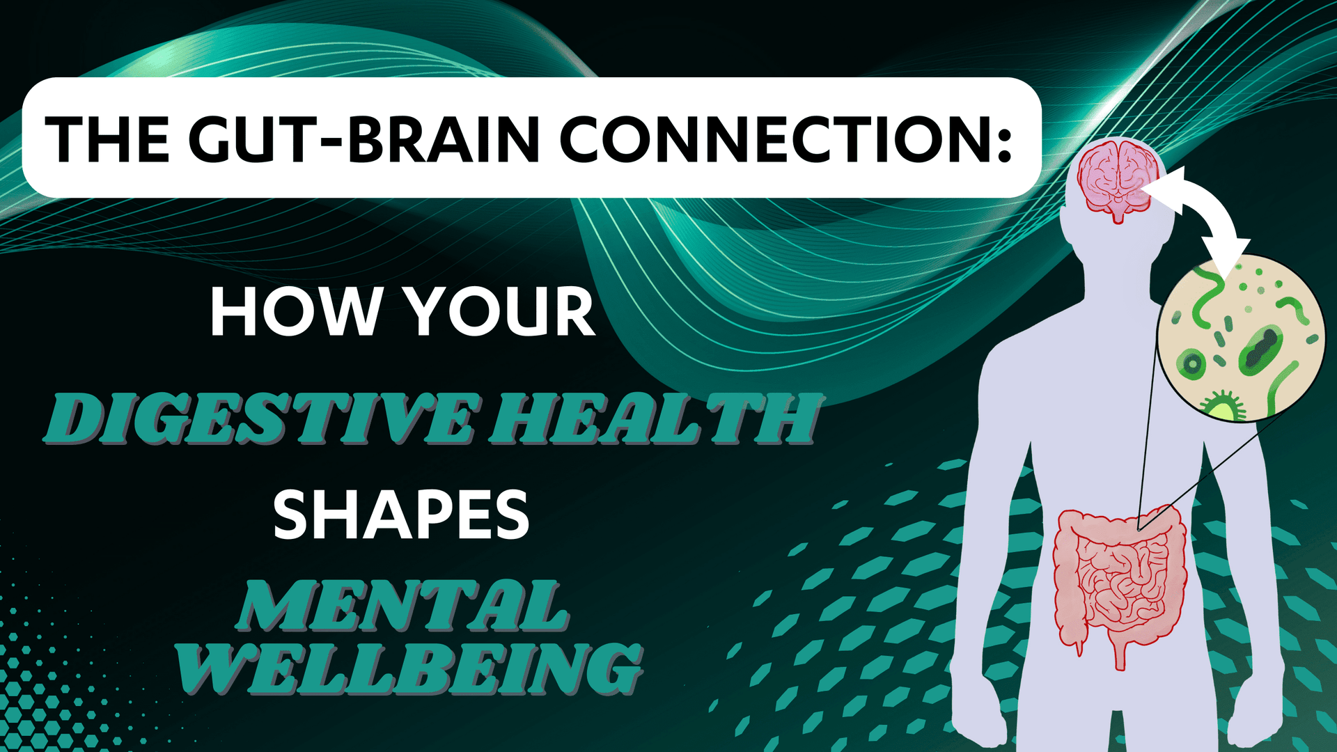 Dr Kez Chirolab The Gut- Brain Connection: How your Digestive System shapes Mental Wellbeing